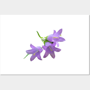 Purple Grey Nettle Leaved Bellflower Posters and Art